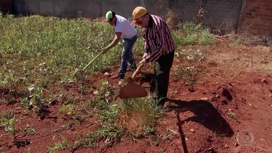 Terrenos baldios se transformam em roças de feijão de corda em Goiás