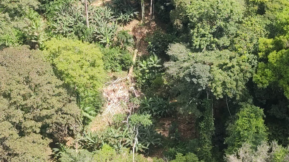 Arvore cai e mata 6 pessoas em reserva extrativista, no Sul do  Amapá — Foto: GTA/Divulgação