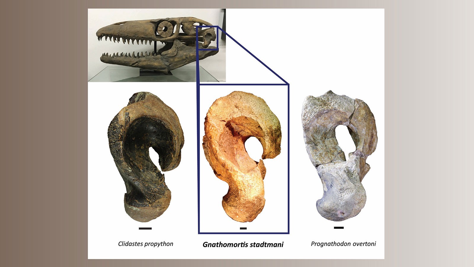 Características do quadrato, um osso na articulação da mandíbula de um fóssil de mosassauro, indicaram que os ossos eram de um gênero de mosassauro diferente do originalmente identificado. (Foto: Joshua Lively)