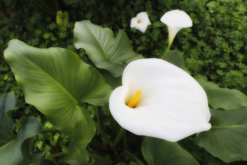 Flores brancas: 7 espécies lindas para cultivar em casa | Smart | Casa Vogue