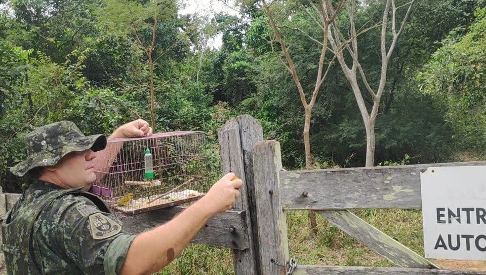 Aves resgatadas em Osvaldo Cruz foram devolvidas à natureza — Foto: Polícia Militar Ambiental