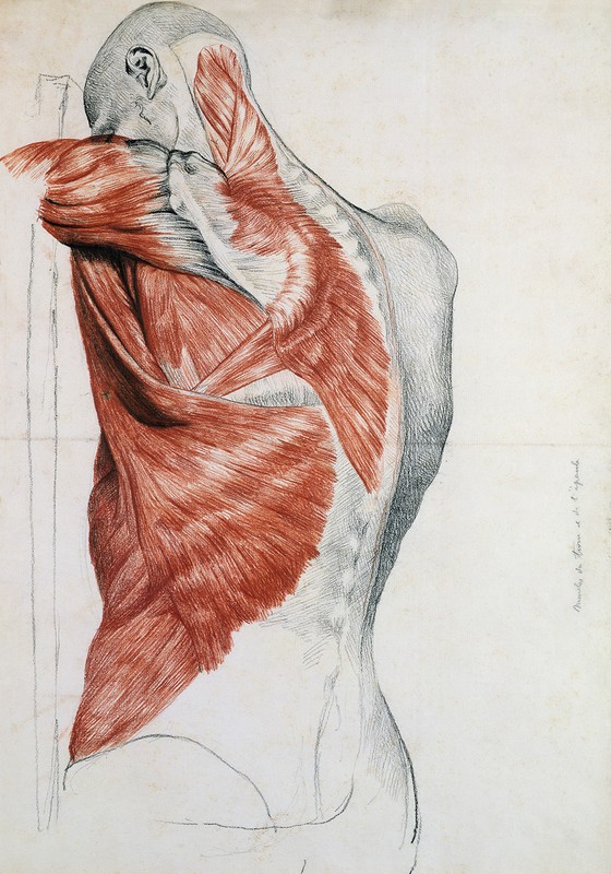 Desenho dos músculos do torso e dos ombros, por David d‘Angers (1788-1856) (Foto: BRIDGEMAN IMAGES/KEYSTONE BRASIL)