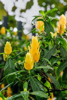 Camarão-amarelo é arbusto tropical que cresce verticalmente até, mais ou menos, 1,50 m