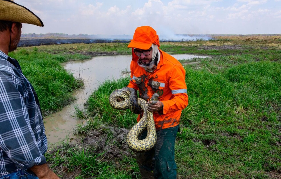 Bilogo resgata sucuri em uma poa de lama no Parque Encontro das guas no Pantanal  Foto: Rogrio Florentino