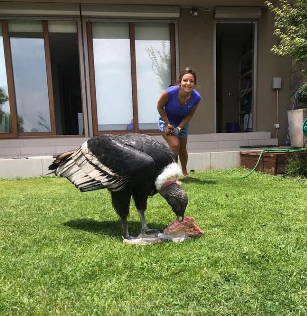 Condor comeu a carne do churrasco â€” Foto: ReproduÃ§Ã£o/Facebook/Juan Pablo Barbaglia