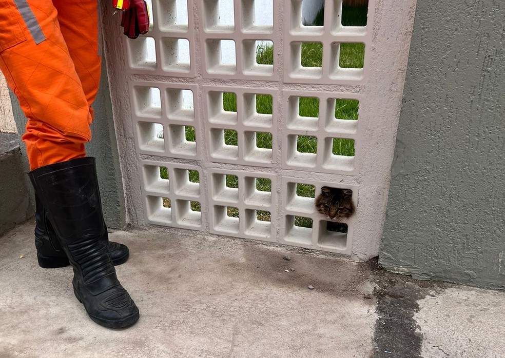 Gato é resgatado após ficar com cabeça presa em muro de clínica no extremo sul da Bahia — Foto: Divulgação/Corpo de Bombeiros