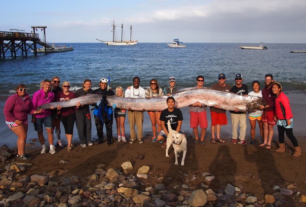 Peixe gigante de 5,4 m é encontrado normalmente a 900 m de profundidade (Foto: Catalina Island Marine Institute/AP)