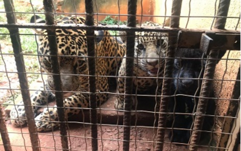 Filhotes ainda estão com a mãe e vão ser expostos aos visitantes a partir desta terça-feira (02) — Foto: Reprodução/Zoológico de Goiânia
