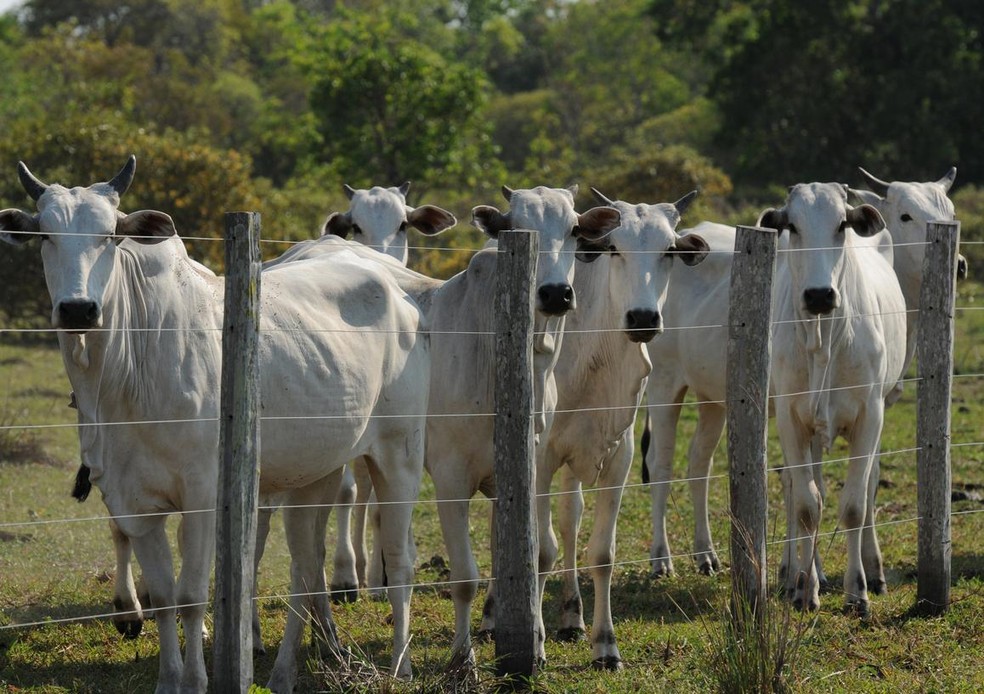 The increase in the supply of cattle brings down prices; in some regions of Mato Grosso, prices have already fallen by 30% in one year. — Foto: Luis Ushirobira/Valor