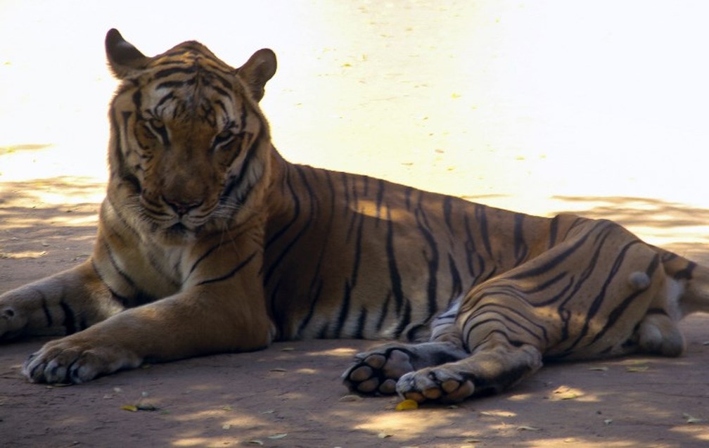 Tigre é fotografado em zoológico venezuelano (Foto: Monica Guevara/Panorama/AFP )