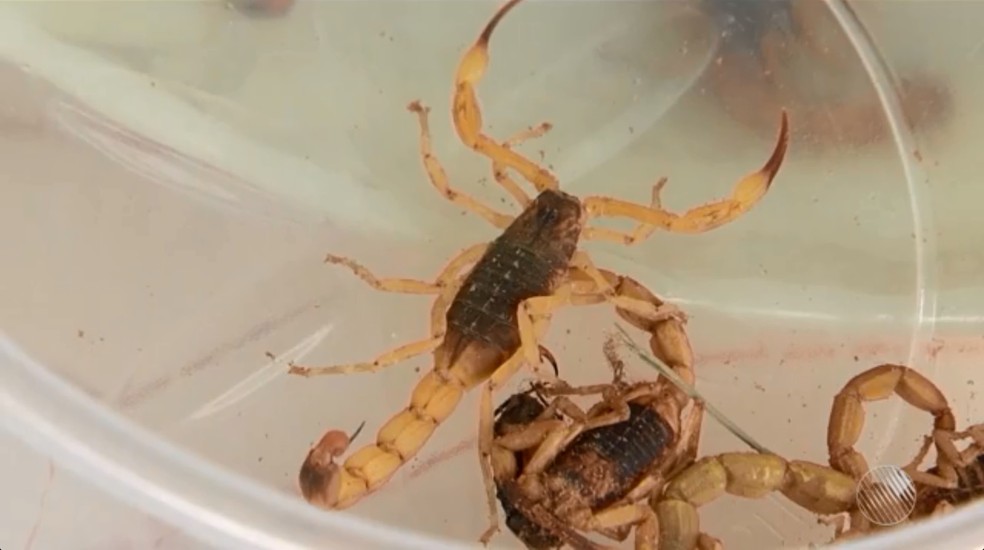 Escorpiões assustam moradores de Eunápolis (Foto: Reprodução/TV Santa Cruz)