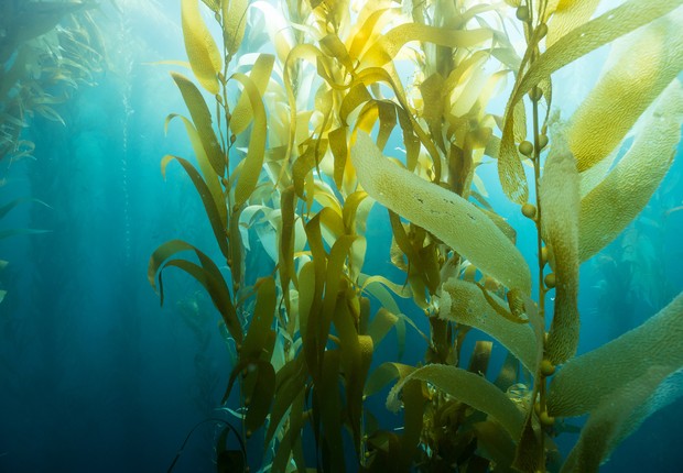 Luz solar flui através de folhas de algas gigantes (Macrocystis pyrifera) e água azul do oceano na Ilha Catalina, Califórnia (Foto:  Brent Durand via Getty Images)