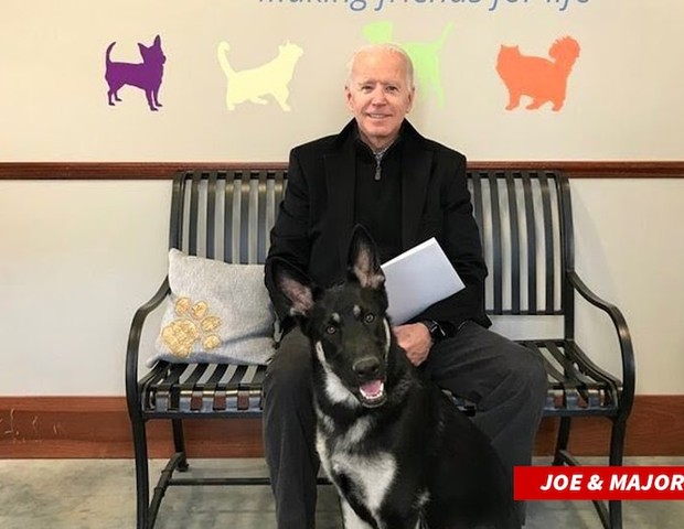 Cachorro de Joe Biden é expulso de Casa Branca após morder agentes (Foto: Instagram)