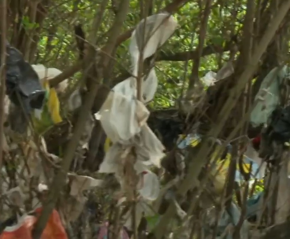 Plástico enroscado em árvores no mangue é exemplo da degradação do Rio Capibaribe — Foto: Reprodução/TV Globo 