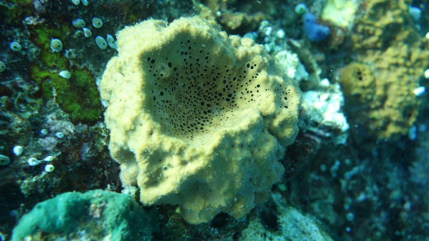 A esponja Rhabdastrella globostellata produz o mesmo biomarcador encontrado pelo cientistas. (Foto: Paco Cárdenas)