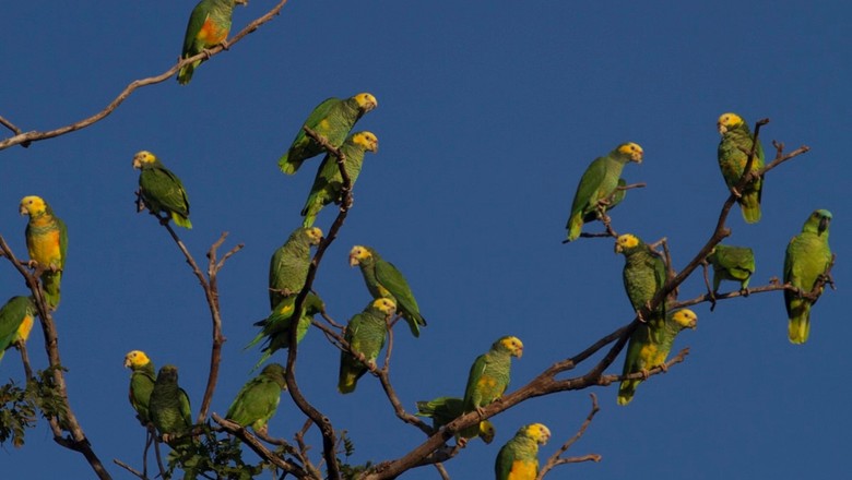 aves-periquitos-mato-grosso-do-sul (Foto: Rogério Albuquerque/Ed. Globo)