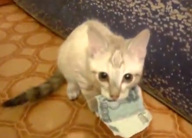 Felino fica bravo quando o dono tenta recuperar sue dinheiro (Foto: Reprodução/YouTube/Roman A)