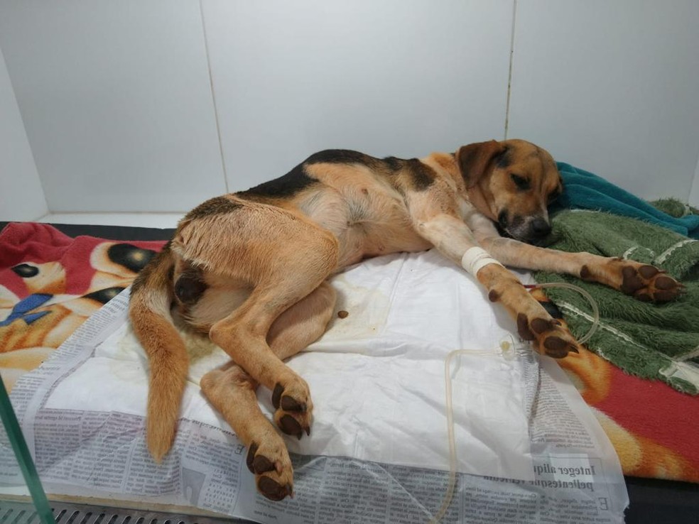 Segundo ONG, cachorra foi atropelada por motorista que não prestou socorro em Itapetininga — Foto: UIPA/Divulgação