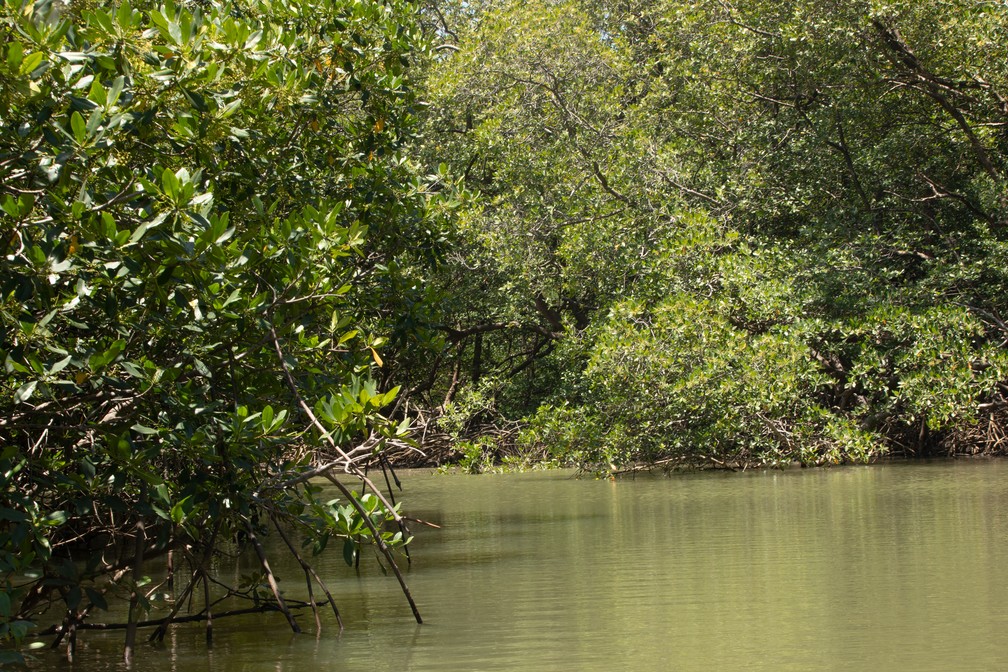 Navegação pelo Parnaíba inclui igarapés: passagem estreita, sem saída, cercada de vegetação — Foto: Celso Tavares/G1