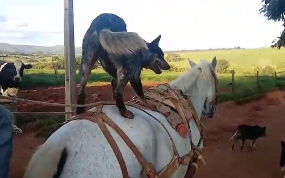 Cachorro passeia em cima de cavalo em fazenda de Pirenópolis, Goiás — Foto: Arquivo pessoal/Thainara Xavier