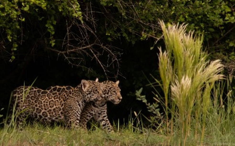 Duas onças filhotes, no Pantanal de Mato Grosso do Sul — Foto: Eduardo Fragoso