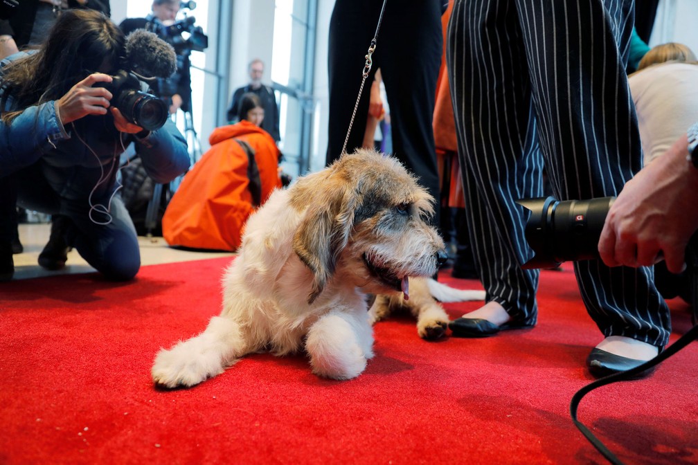 Grand Bassett Griffon Vendeens Ã© apresentado â€” Foto: Lucas Jackson/Reuters