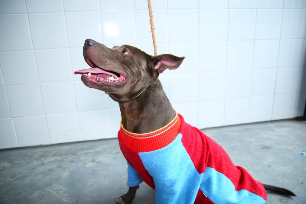 Donos Podem Registrar Animais De Estimacao Em Cartorios Do Df Distrito Federal G1