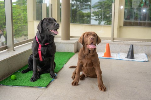 Os cães Polo e Mika, do perfil @caopanheirolabra, curtindo o evento (Foto: Tiago Morena/ Sambacine)