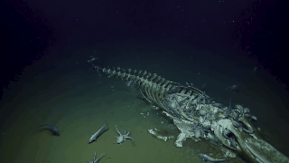 Diversos tipos de animais se alimentam do cadáver do gigante marinho (Foto: Reprodução Youtube  EVNautilus)