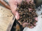 Aquecimento global está matando abelhas pelo mundo, sugere estudo