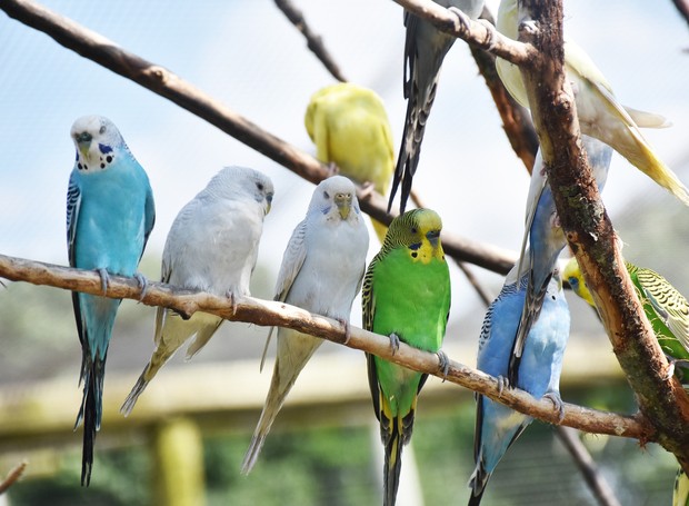 Locais onde é possível observar predadores chegando costumam ser preferidos por pássaros (Foto: Pixabay / Creative Commons)