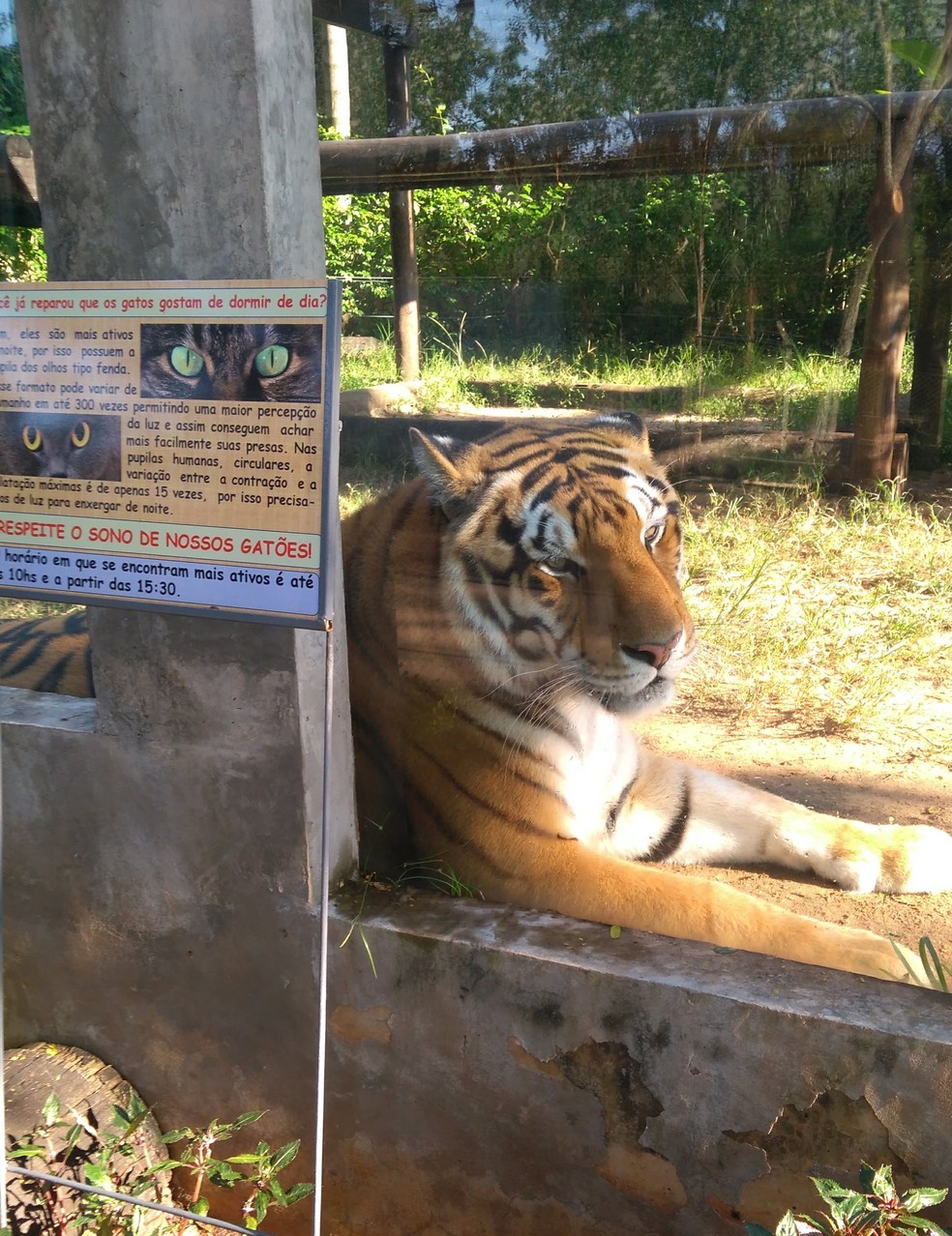 Tigre-de-bengala Chorão morre aos 19 anos e emociona equipe do Zoo de Bauru — Foto: Samantha Bittencourt/Arquivo pessoal