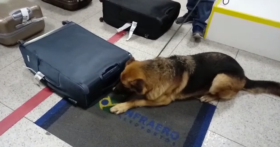 Apreensões de droga feitas em aeroportos internacionais durante as investigações — Foto: Divulgação/PF