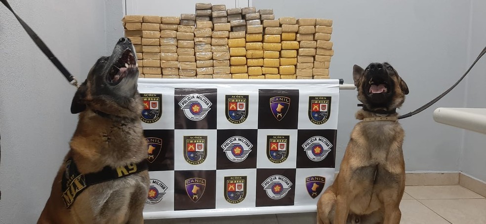 Abordagem Policial Acaba Com 88 Kg De Maconha Apreendidos E Casal De Namorados Preso Em Flagrante Presidente Prudente E Regiao G1