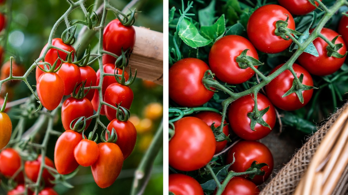 Cherry and grape tomatoes: understand the differences and learn how to identify each one