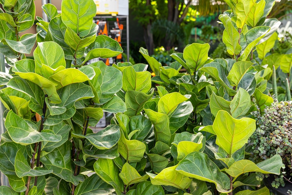 O Ficus Lyrata tem folhas vistosas e bem verdes, que podem trazer vida a ambientes minimalistas (Foto: Divulgação / Império dos Vasos e Flora)