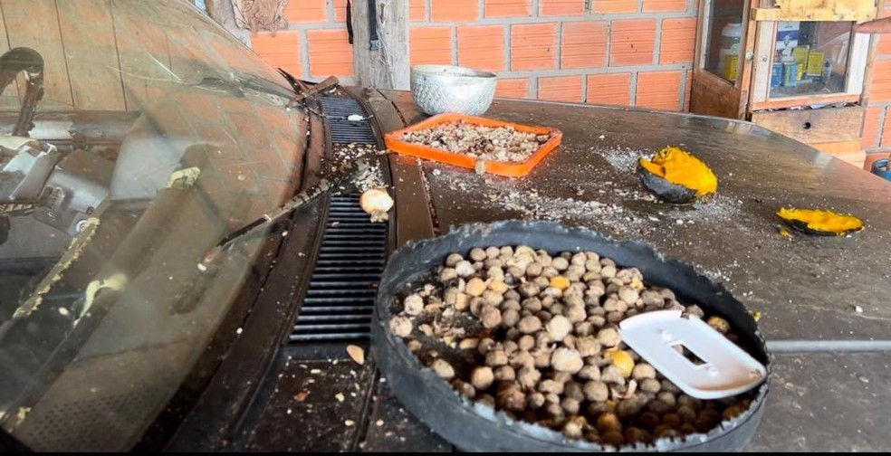Comida humana ficava exposta de forma proposital aos animais.  — Foto: Alysson Maruyama/TV Morena