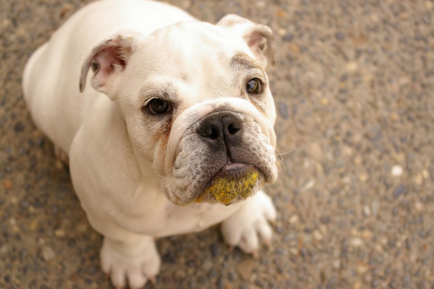 A jaca é composta por elementos importantes para a saúde dos cães, mas deve ser oferecida com moderação (Foto: Flickr/ Veronica Heringer/ CreativeCommons)
