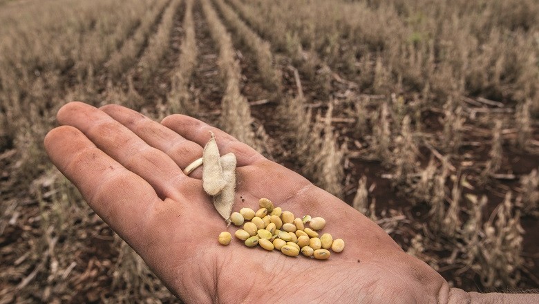 Os produtores do Paraná colheram 35 sacas de soja por hectare, volume 41% menor que o esperado (Foto: Sergio Ranalli)