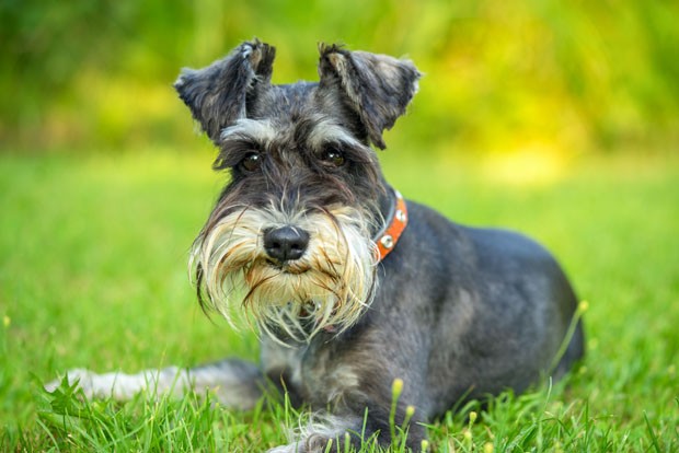 Miniature schnauzer lying on the grass (Foto: Getty Images/iStockphoto)