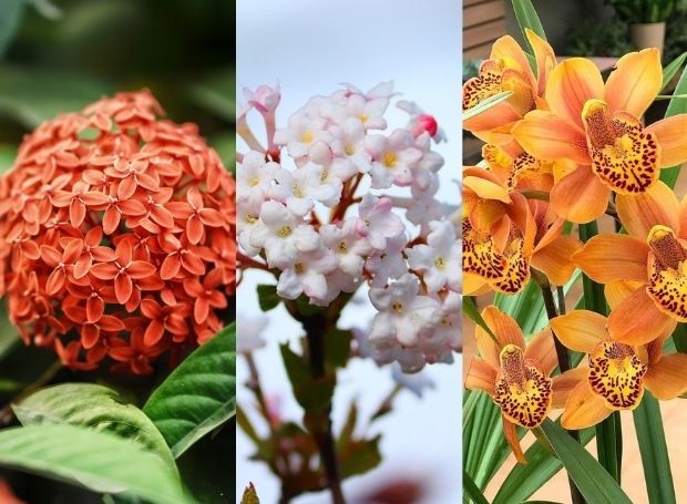 12 flores orientais para compor um jardim com clima asiático - Casa e  Jardim | Paisagismo
