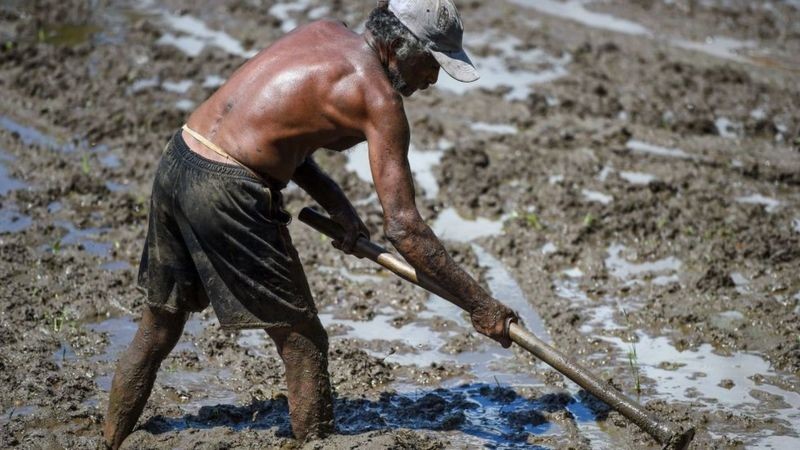 Impasse com a China está afetando o sustento de agricultores no Sri Lanka (Foto: Getty Images via BBC News)