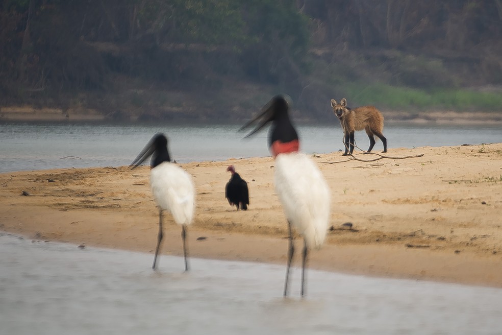 Lobo-guará é fotografado em praia no Pantanal Norte — Foto: Ricardo Casarin