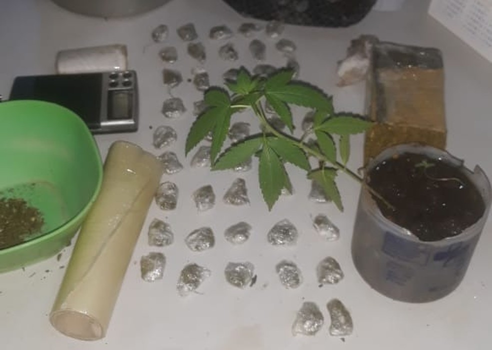 Pé de maconha e porções de entorpecentes foram apreendidos — Foto: Polícia Civil/Divulgação