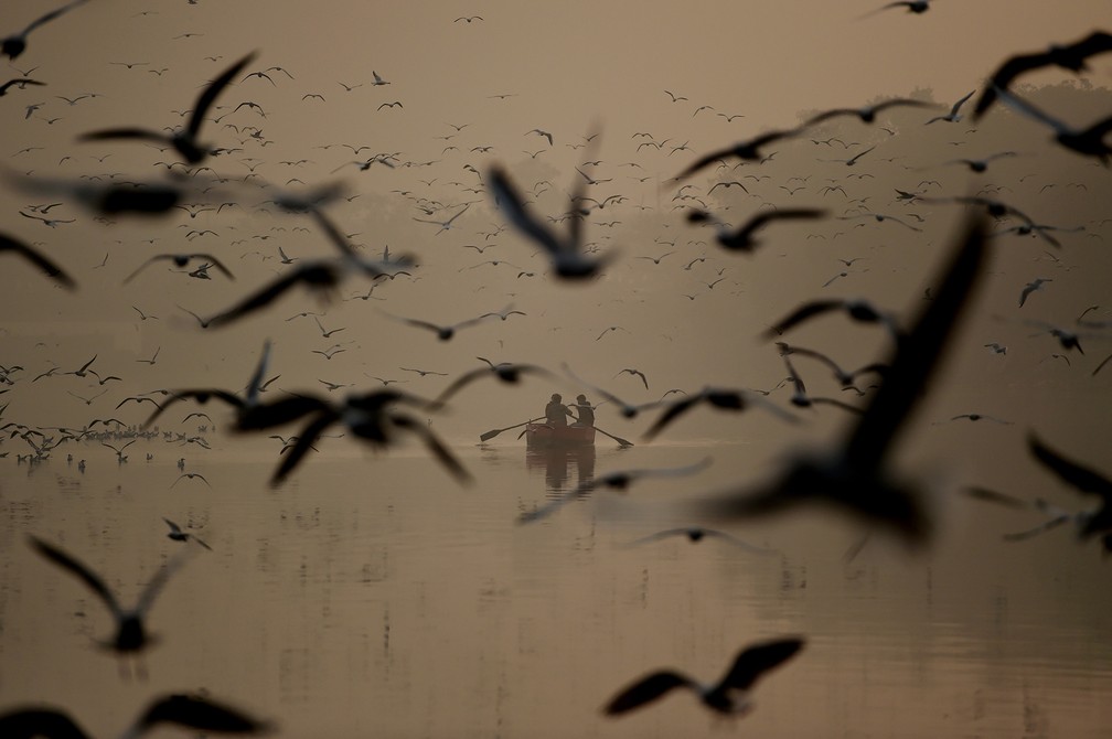 4 de janeiro - Em um bote, pessoas alimentam pássaros que sobrevoam o Rio Yamuna durante manhã com nevoeiro em Nova Déli, na Índia. Espécies migratórias da Sibéria e do sudeste asiático se deslocam até a região durante os meses de inverno — Foto: Money Sharma/AFP