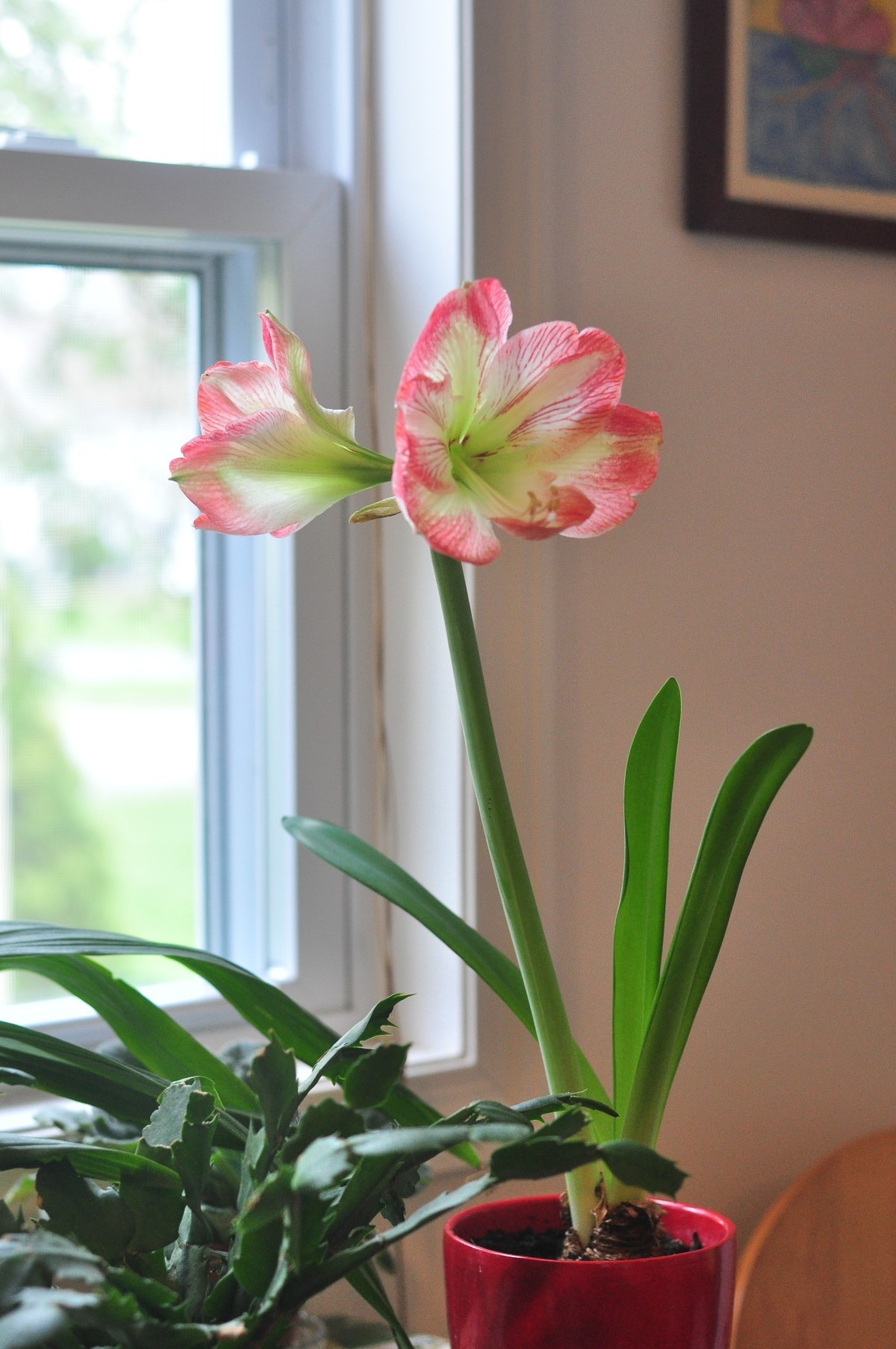 Coloque o vaso com a flor numa janela iluminada, na varanda de vidro ou no jardim (Foto: Unsplash / I Do Nothing But Love / CreativeCommons)