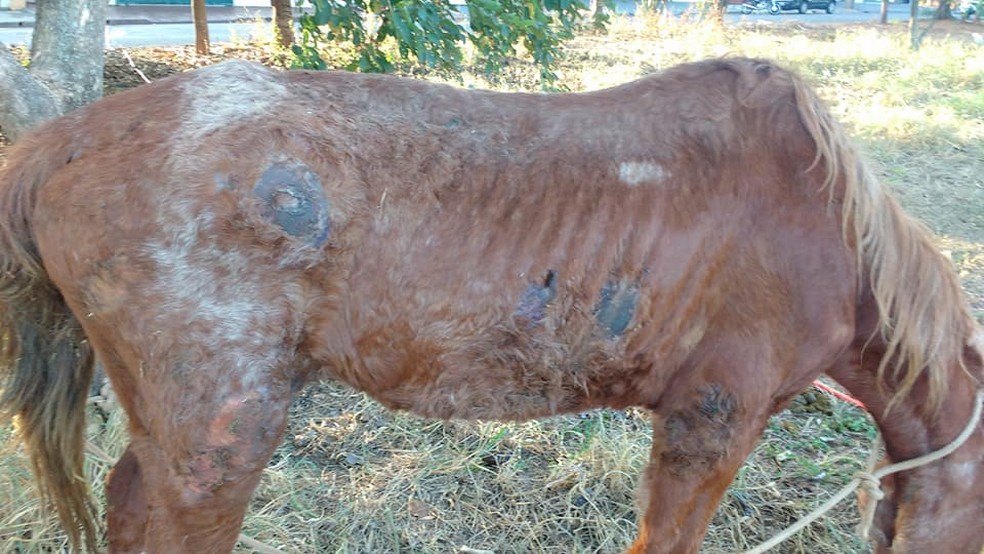 Cavalo estava machucado e fraco em pasto de Novo Horizonte (SP) (Foto: Arquivo pessoal)