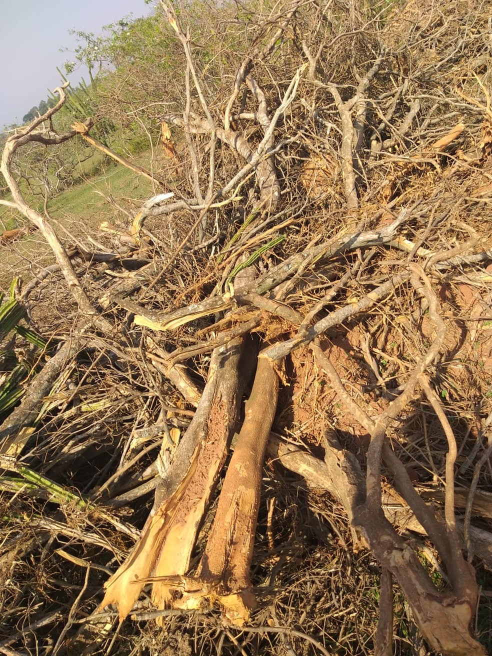 Multas foram aplicadas pelo corte de quase 500 árvores em Mirante do Paranapanema — Foto: Polícia Militar Ambiental