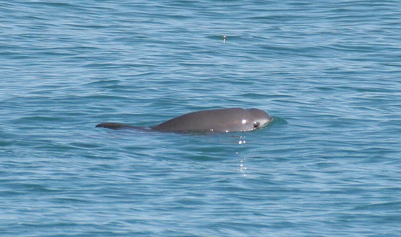 A vaquita (Phocoena sinus) é o cetáceo mais ameaçado de extinção no mundo (Foto: Paula Olson, NOAA/Wikimedia Commons)