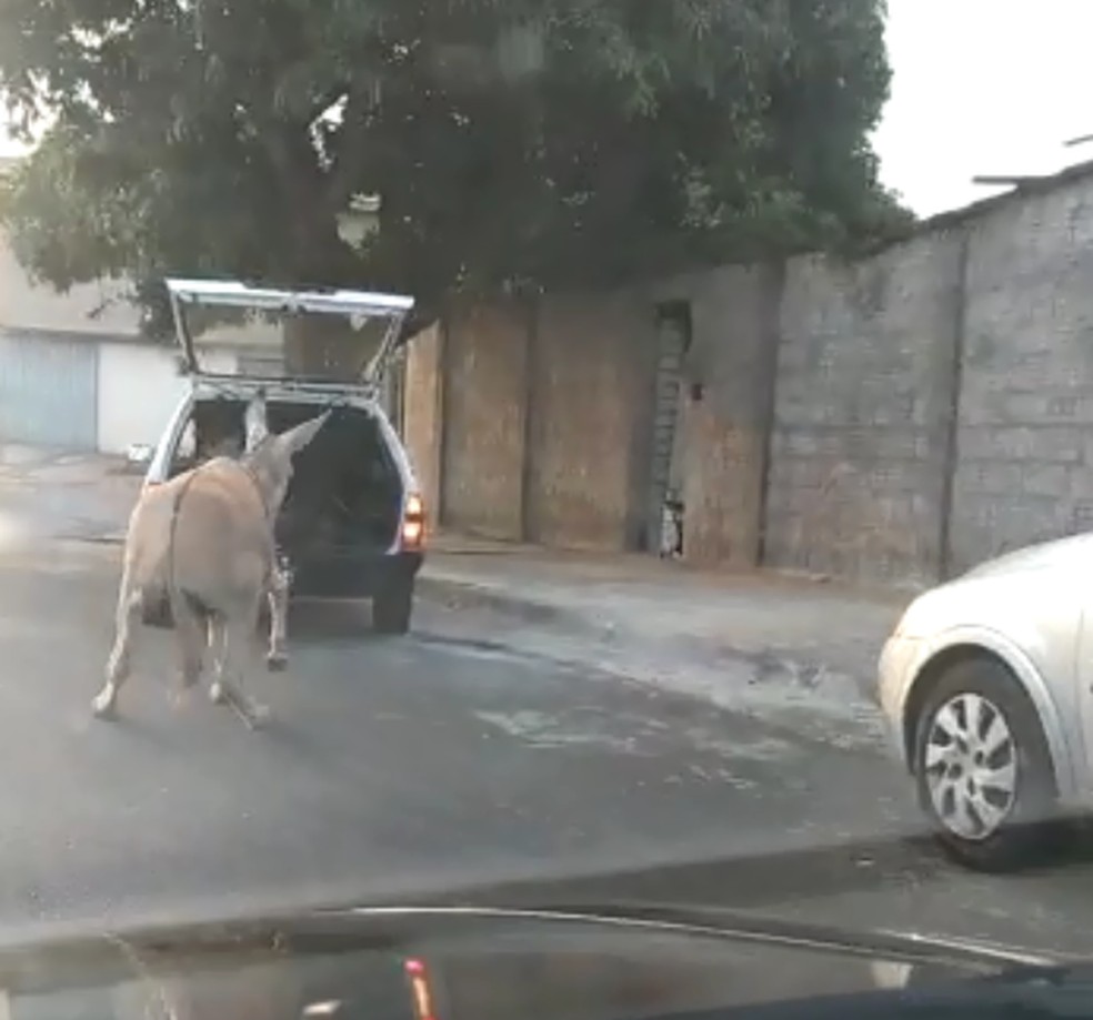 Presidente de ONG registrou boletim de ocorrência por ato de abuso a animais em Dois Córregos — Foto: Arquivo pessoal